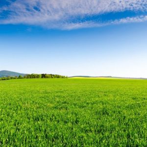 10 trattamenti per la rinite allergica 10 trattamenti per la rinite allergica
