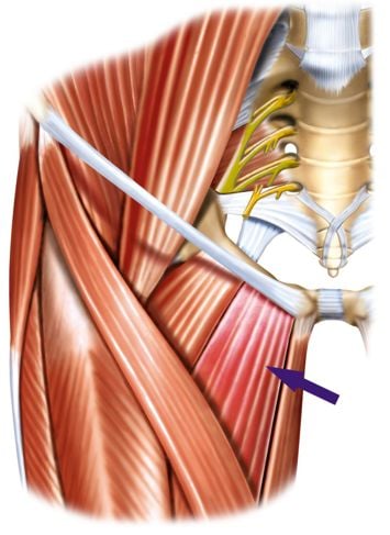 Scomposizione dei rami dell'arteria femorale 3