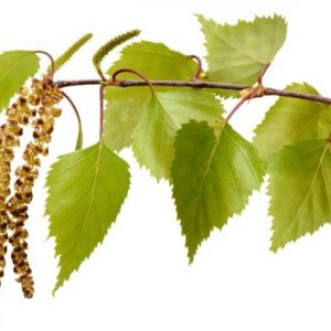 Allergia alla pera e sindrome della betulla Allergia alla pera e sindrome della betulla