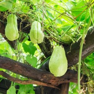 Benefici per la salute della zucca Chayote Benefici per la salute della zucca Chayote
