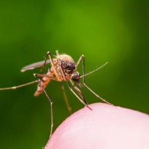 Che cos’è la chikungunya?