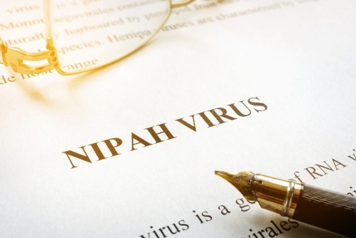 Come si diffondono i focolai di virus Nipah e come prevenirli 19