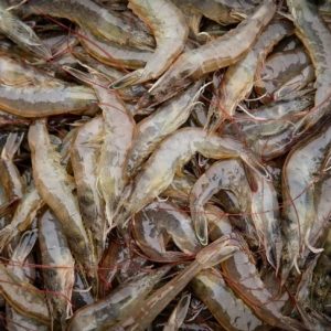 I benefici nutrizionali dei gamberi