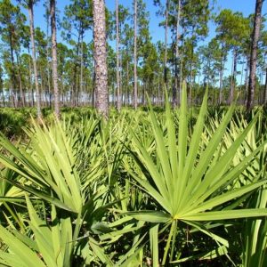 10 benefici per la salute del Saw Palmetto 10 benefici per la salute del Saw Palmetto