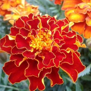 10 sorprendenti benefici per la salute derivanti dalle calendule 10 sorprendenti benefici per la salute derivanti dalle calendule