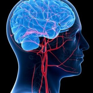 Salute del cervello: anche un basso consumo di alcol, insieme all’avanzare dell’età, è associato a una riduzione del flusso sanguigno cerebrale e a una corteccia più sottile