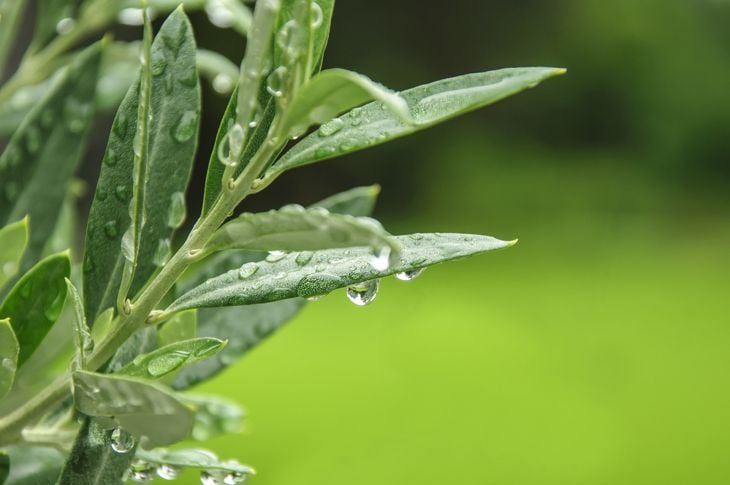 10 modi interessanti in cui le foglie di ulivo possono migliorare la vostra salute 9