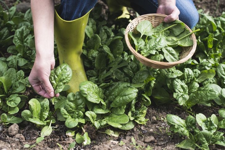 10 benefici per la salute del cibo delle meraviglie: gli spinaci 13