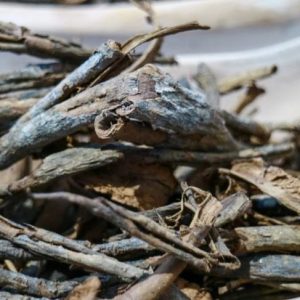 Usi storici e moderni del chinino e dell’acqua tonica Usi storici e moderni del chinino e dell’acqua tonica