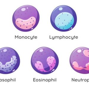 Basofili e sistema immunitario Basofili e sistema immunitario