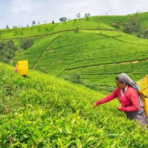 Tutto quello che avreste voluto sapere sul tè di Ceylon