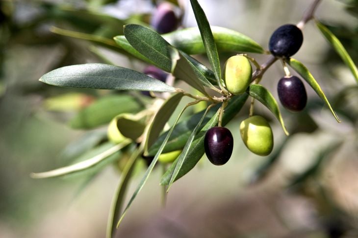 I benefici delle olive per la salute 15