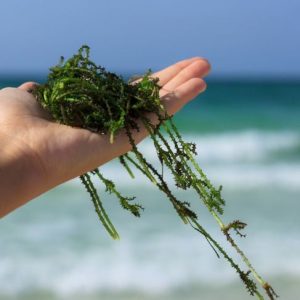 Salute dal mare: i benefici delle alghe marine Salute dal mare: i benefici delle alghe marine