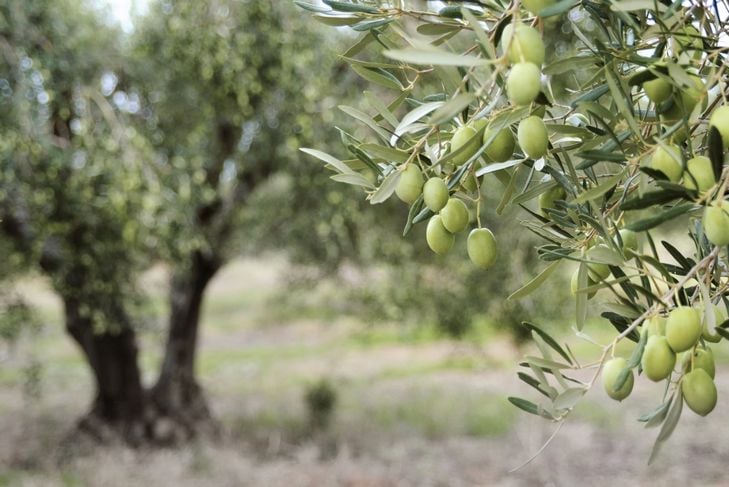 I benefici delle olive per la salute 17