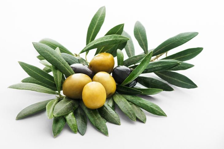 10 modi interessanti in cui le foglie di ulivo possono migliorare la vostra salute 5