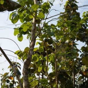 Benefici della Nux Vomica per la salute Benefici della Nux Vomica per la salute
