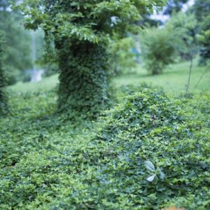 I sorprendenti benefici per la salute della vite di Kudzu I sorprendenti benefici per la salute della vite di Kudzu