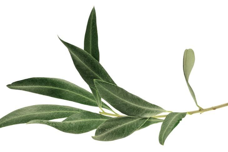 10 modi interessanti in cui le foglie di ulivo possono migliorare la vostra salute 3