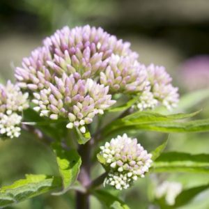 Scoprite i benefici per la salute e il benessere della radice di valeriana Scoprite i benefici per la salute e il benessere della radice di valeriana