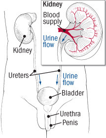 Infezione delle vie urinarie negli uomini 1