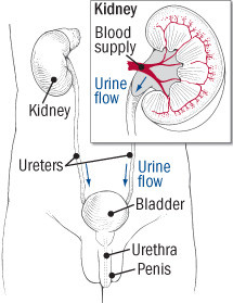 Infezione delle vie urinarie negli uomini Infezione delle vie urinarie negli uomini