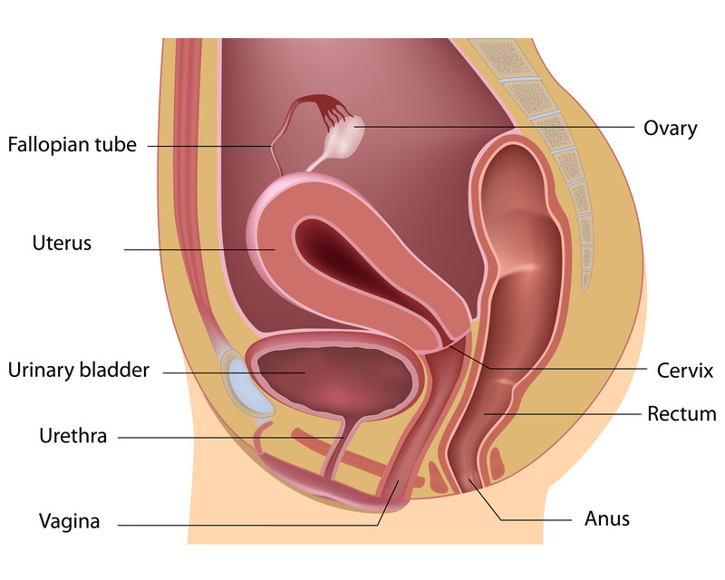 Atrofia vaginale (vaginite atrofica)