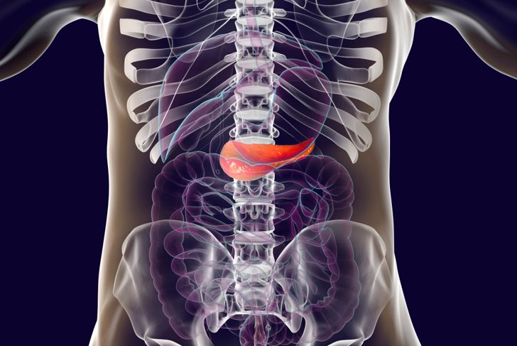 Anatomia degli addominali: Digestione e altro 19