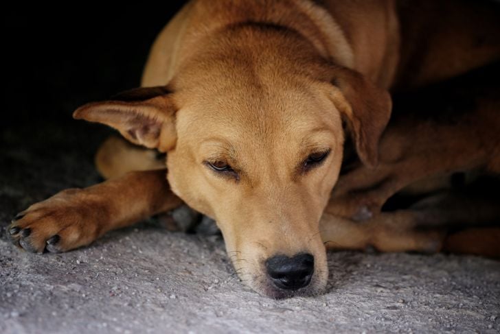 Crisi epilettiche nei cani: cosa è necessario sapere 3