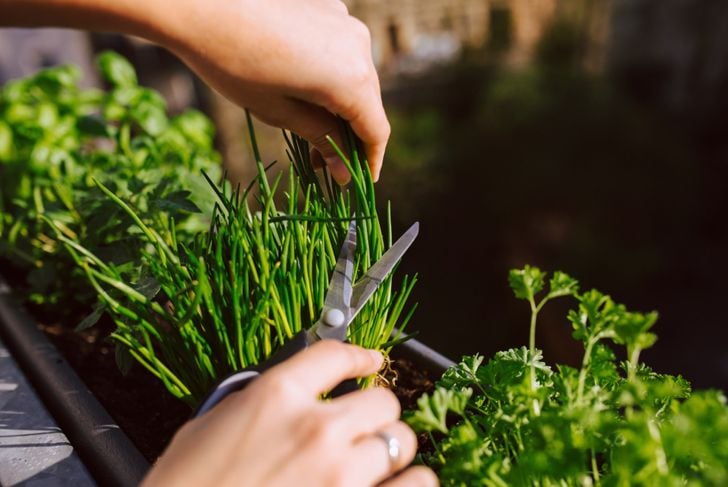 10 benefici dell'erba cipollina per la salute 3