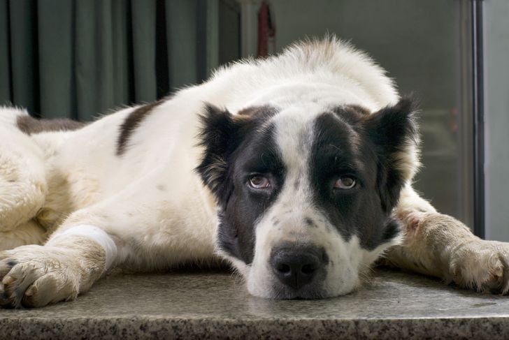 Anchilostoma canino: Cosa c'è da sapere 9