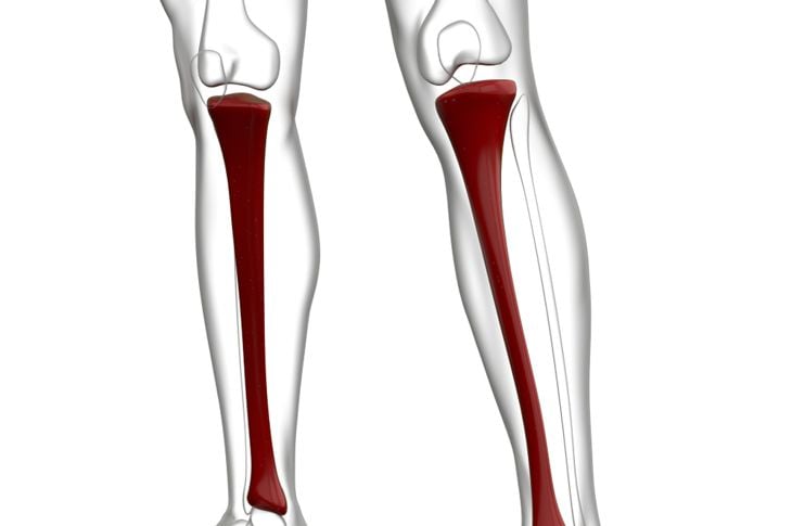Le ossa delle gambe 9