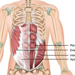 Anatomia degli addominali: Digestione e altro