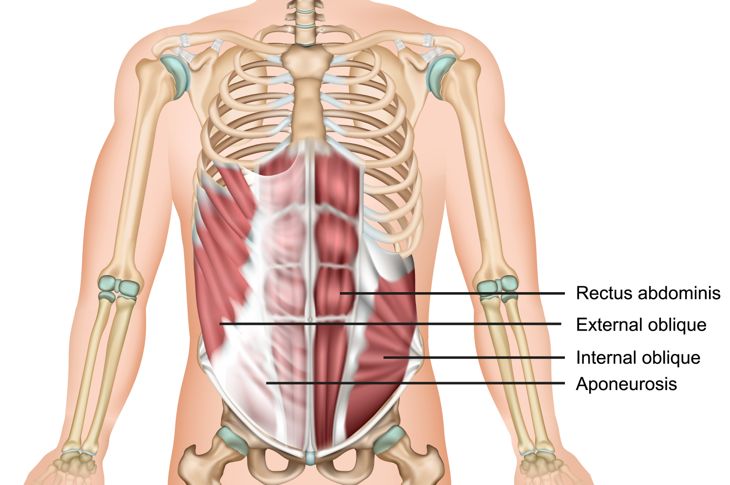 Anatomia degli addominali: Digestione e altro 1