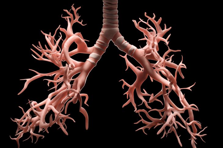 Anatomia e fisiologia dei polmoni 5