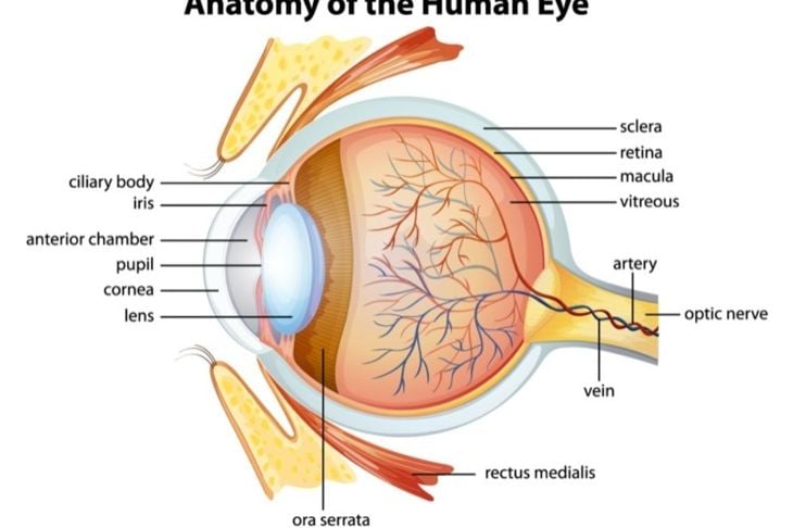 Che cos'è l'occlusione dell'arteria retinica centrale? 3