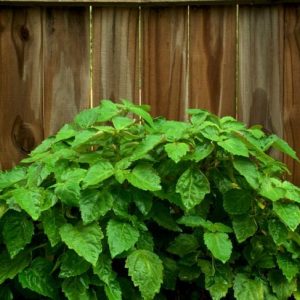 I benefici del Patchouli per la salute I benefici del Patchouli per la salute