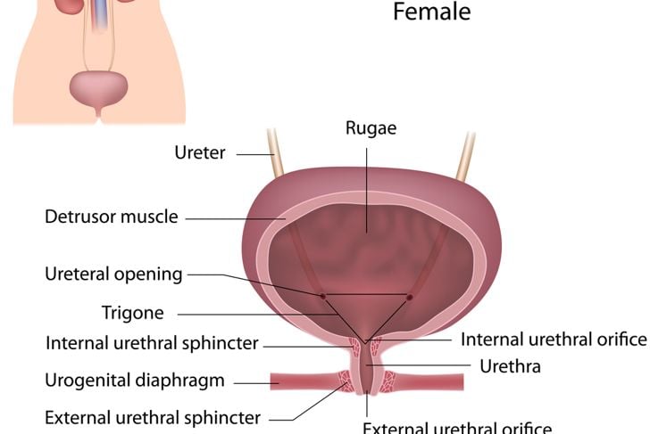 10 fatti sul sistema urinario 15