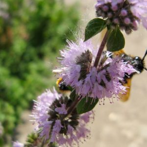 Benefici della menta e precauzioni da prendere in considerazione Benefici della menta e precauzioni da prendere in considerazione