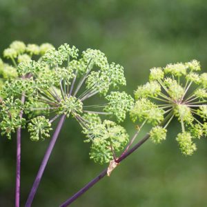 I numerosi benefici terapeutici dell’Angelica
