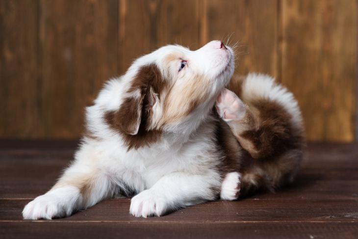 Anchilostoma canino: Cosa c'è da sapere 1