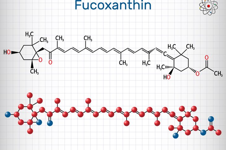 I numerosi potenziali benefici della fucoxantina 7