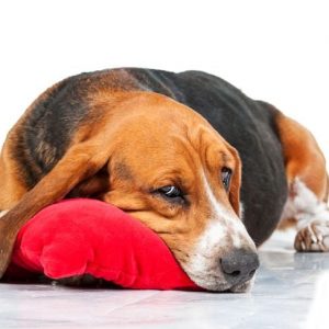 Crisi epilettiche nei cani: cosa è necessario sapere Crisi epilettiche nei cani: cosa è necessario sapere
