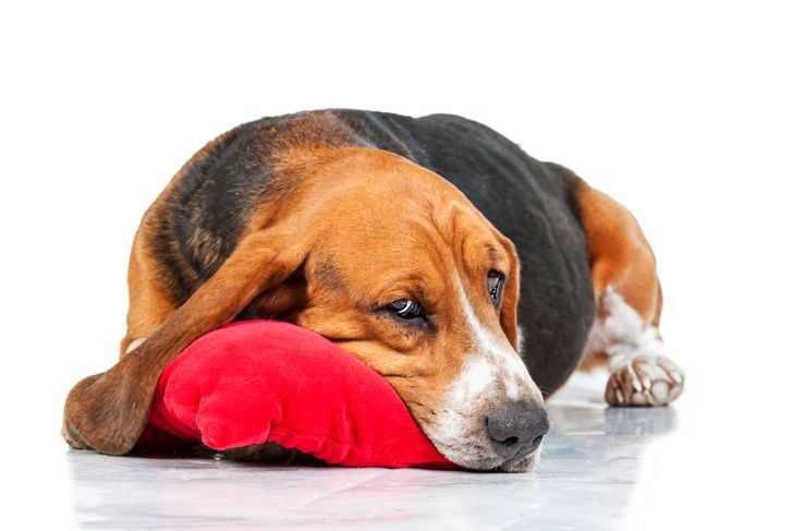 Crisi epilettiche nei cani: cosa è necessario sapere 1