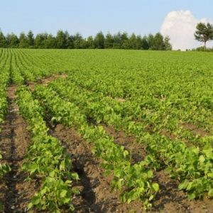 10 benefici per la salute dell’interessante fagiolo adzuki 10 benefici per la salute dell’interessante fagiolo adzuki