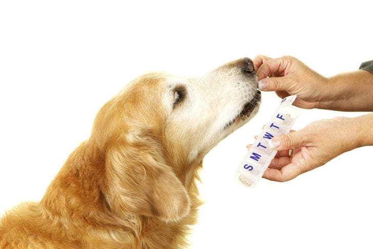 Anchilostoma canino: Cosa c'è da sapere 17