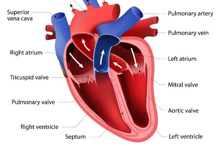 Che cos'è la tachicardia ventricolare? 9
