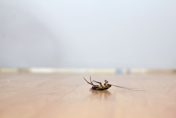 10 consigli per il trattamento delle punture di insetto 9