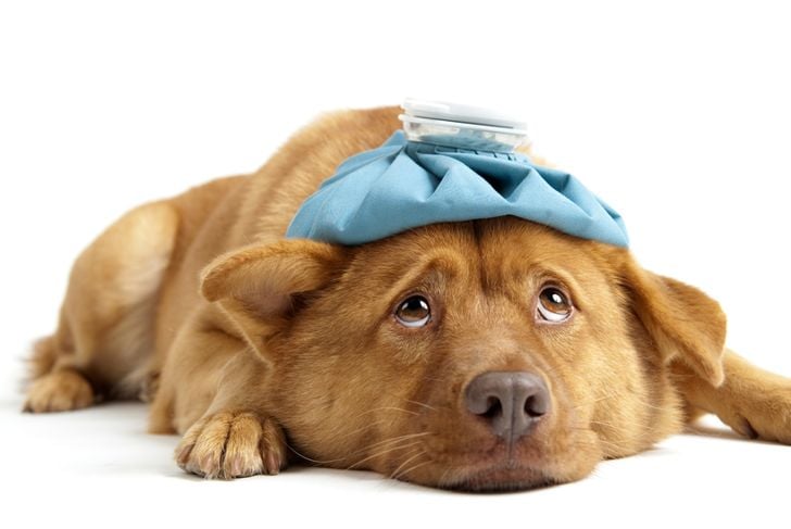 Crisi epilettiche nei cani: cosa è necessario sapere 11