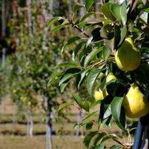 La pera non è il frutto proibito La pera non è il frutto proibito