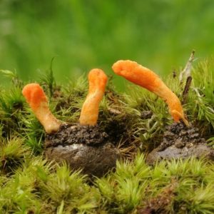 10 preziosi benefici del Cordyceps per la salute